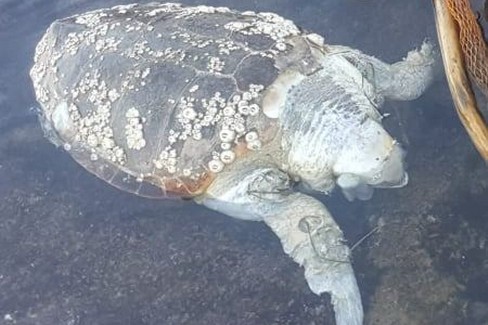 La tartaruga rinvenuta in cala Porto