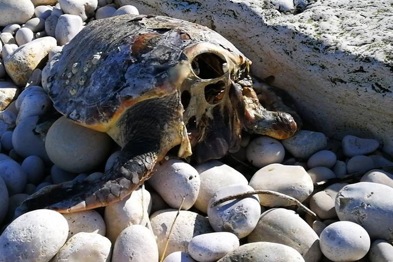 Una tartaruga decapitata