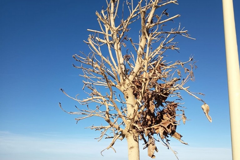 Ficus australis secco. <span>Foto PVA</span>