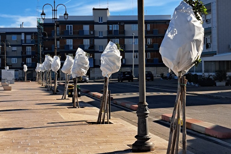 Alberi coperti a Ponente. <span>Foto PVA </span>