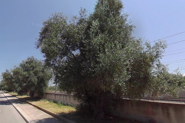 Ulivi sulle strade di competenza comunale