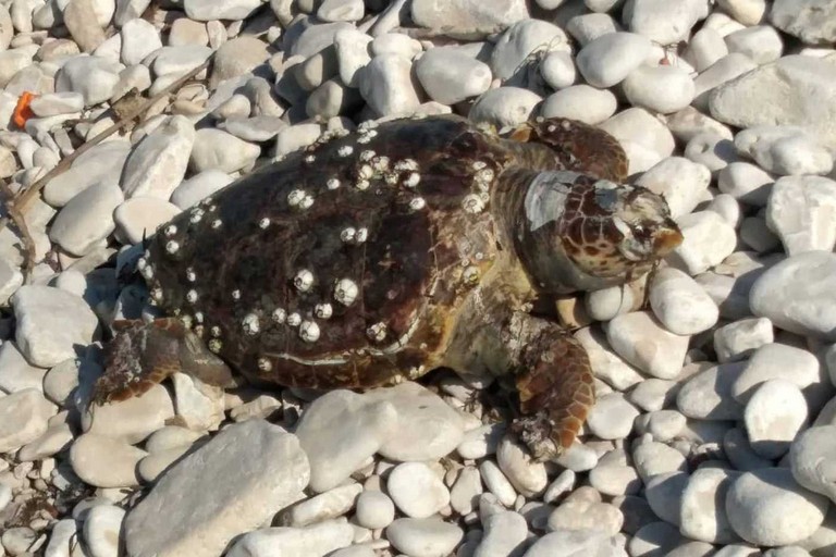 La tartaruga rinvenuta a Giovinazzo