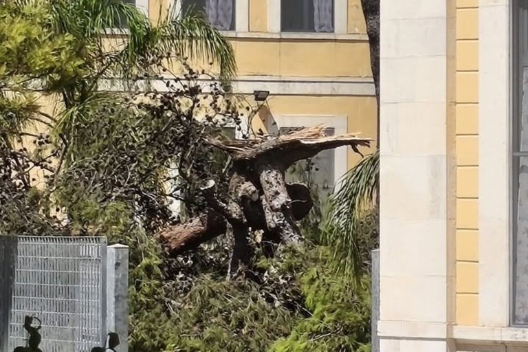Crollo pino nel giardino S.Giovanni Bosco. <span>Foto Sinistra Italiana Giovinazzo </span>