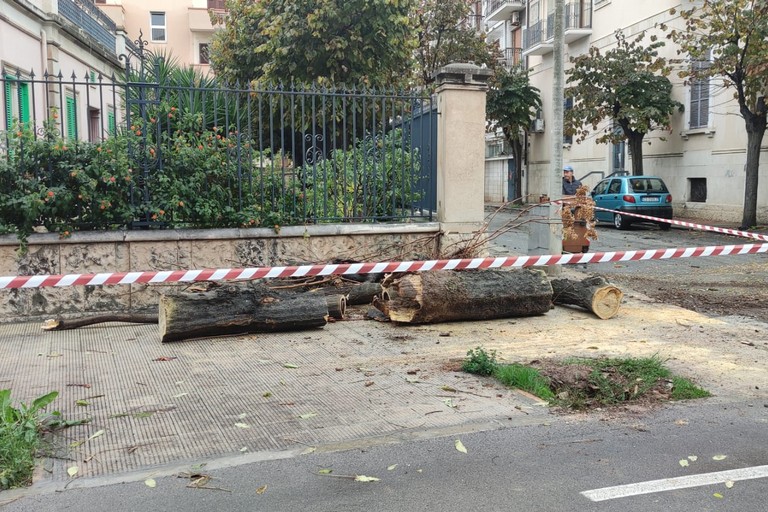 L'albero caduto in viale De Gaetano