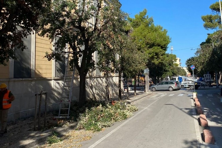 Potatura alberi in corso Dante