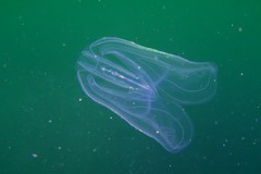 Sembrano meduse ma sono ctenofori, creature innocue per l'uomo che nuotano a Giovinazzo
