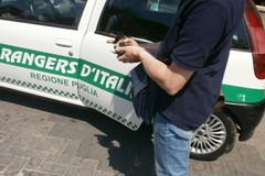 Ecoreati, le segnalazioni ai Rangers d'Italia