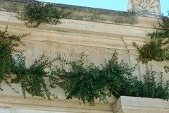 Cimitero Giovinazzo, il terzo blocco infestato da rampicanti ed erbacce