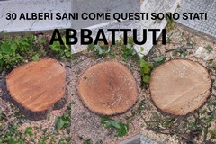 Taglio alberi viale De Gaetano, PVA: «Sollecito ha mistificato la realtà»