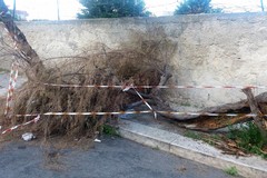 Area interdetta in via Durazzo: c'è un albero spezzato da giorni