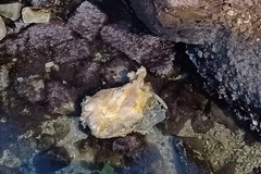 Tartaruga in decomposizione sotto la passerella di Levante