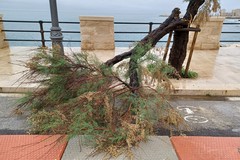 Maltempo a Giovinazzo, albero spezzato si abbatte sulla ciclovia a Ponente