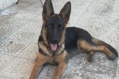 Ladri in azione in una villetta: rapito il cane Simone