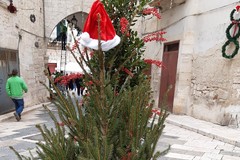 A Giovinazzo rubati due alberi di Natale dal centro storico