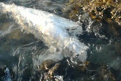 Carcassa di delfino scoperta a cala Crocifisso
