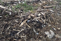 Detriti sulla costa di Giovinazzo. Riprese operazioni di pulizia da Levante