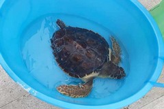 La tartaruga Petrolina liberata in mare dopo le cure