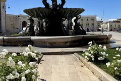 Nuove rose e alberi di jacaranda in piazza Vittorio Emanuele II