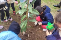 Celebrata a Giovinazzo la Giornata Nazionale degli Alberi - FOTO