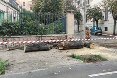 Tiglio caduto in viale De Gaetano, Sollecito: «Controlleremo tutti gli alberi»