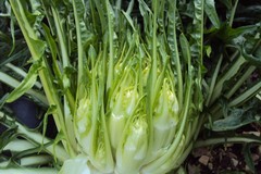 Cicoria "Puntarelle" molfettese coltivata a Giovinazzo: ok all'IGP