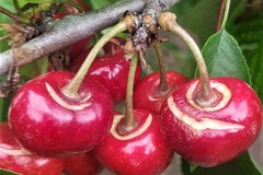 Troppa pioggia, ciliegie spaccate anche a Giovinazzo