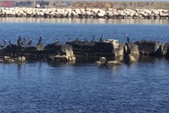 I cormorani invadono le coste pugliesi. Avvistamenti ripetuti anche a Giovinazzo