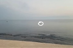 Delfini nel mare di Giovinazzo (VIDEO)