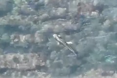 Nel mare di Giovinazzo non solo delfini comuni: avvistato un grampo