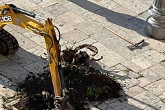 Piantumati nuovi alberi in piazza Vittorio Emanuele II