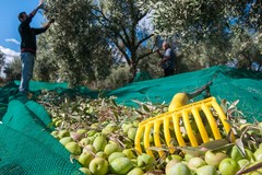 Furti di olive, la Cia: «Agricoltori costretti alle ronde notturne»