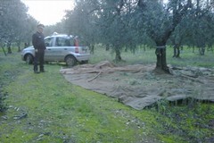 Una task force contro i furti di olive