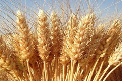 Importazioni di grano dall'Ucraina aumentate del 318%