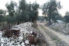 Carrubo secolare abbattuto in località Sant'Eustachio