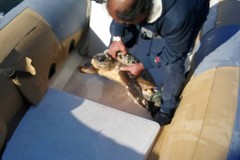Ultim'ora: un'altra tartaruga salvata a Giovinazzo