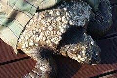 Tartaruga recuperata: è viva ma in condizioni critiche