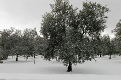 Neve a gennaio, il Governo stanzia 10,4 milioni per la Puglia