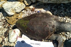 Grossa tartaruga marina spiaggiata alla Trincea