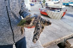 Piccola tartaruga recuperata a Giovinazzo, salvata da un pescatore