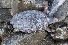 Grossa tartaruga caretta caretta spiaggiata a Giovinazzo