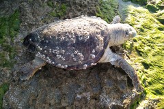 Una tartaruga marina spiaggiata nel porto di Giovinazzo