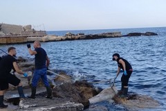 Delfino spiaggiato a Levante: scattate le operazioni di recupero