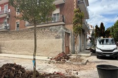 Taglio degli aberi su viale De Gaetano, interviene Forza Giovinazzo