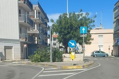 Maltempo, a Giovinazzo si spezza grosso ramo di carrubo