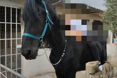 Furto nell'agro di Giovinazzo, rubati due cavalli in località Sant'Eustachio