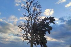 Alberi sui lungomari: le perplessità dei cittadini e le risposte del sindaco