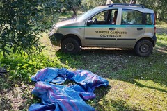 Sventato un furto di olive nelle campagne di Giovinazzo, ladri in fuga
