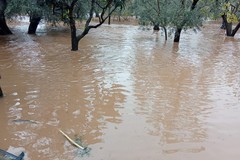 Maltempo, le FOTO degli allagamenti nelle campagne di Giovinazzo