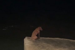 Pitbull inferocito scappa di casa, recuperato dalla Polizia Locale