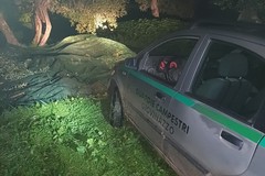 Rubano olive, ladri messi in fuga dalle Guardie Campestri